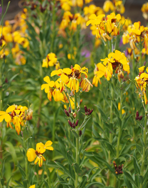 Erysimum cultorum `Eigen`