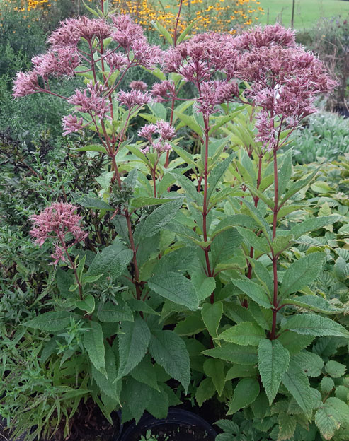 Eupatorium maculatum `Mask`
