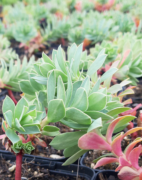 Euphorbia myrsinites ``