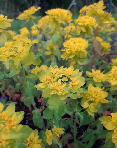 Euphorbia polychroma ``