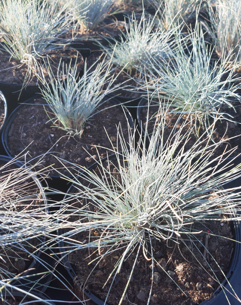 Festuca glauca `Michi`