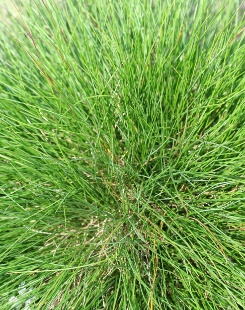 Festuca scoparia ``