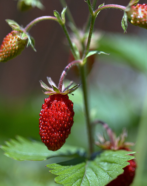 Fragaria vesca `Alexandria`