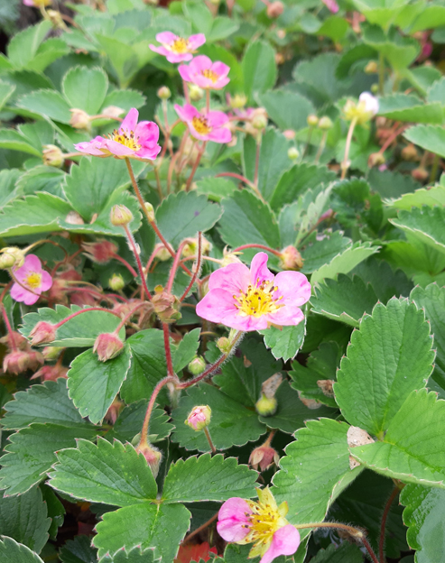 Fragaria vesca `Rosea`