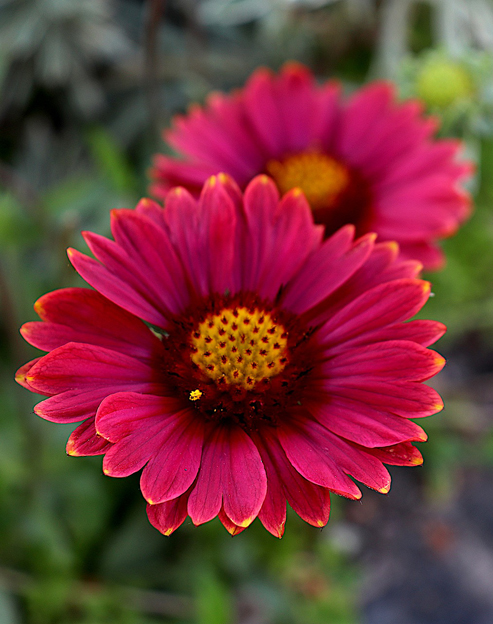 Gaillardia aristata `Burgund`