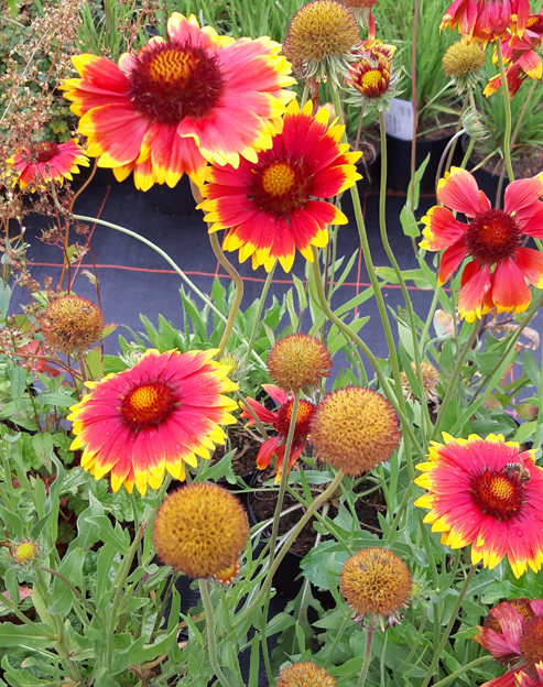 Gaillardia grandiflora `Fackelschein`