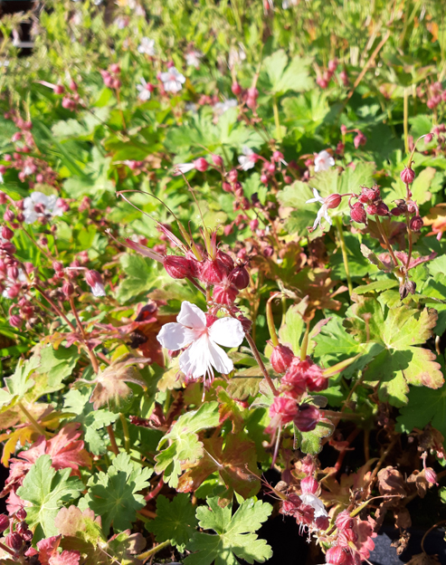 Geranium cantabrigiense `Harz`