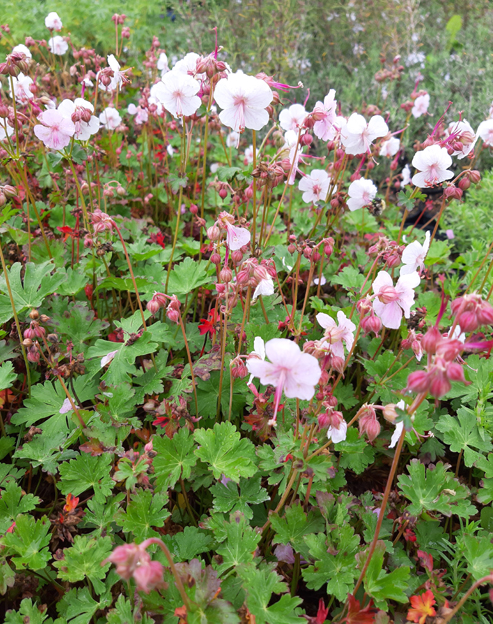 Geranium macrorrhizum `Spessart`