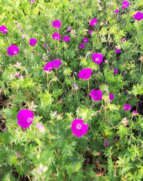 Geranium sanguineum ``