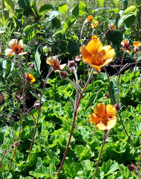 Geum coccineum `Carlskaer`