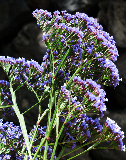 Goniolimon tataricum ``