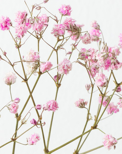 Gypsophila pacifica ``