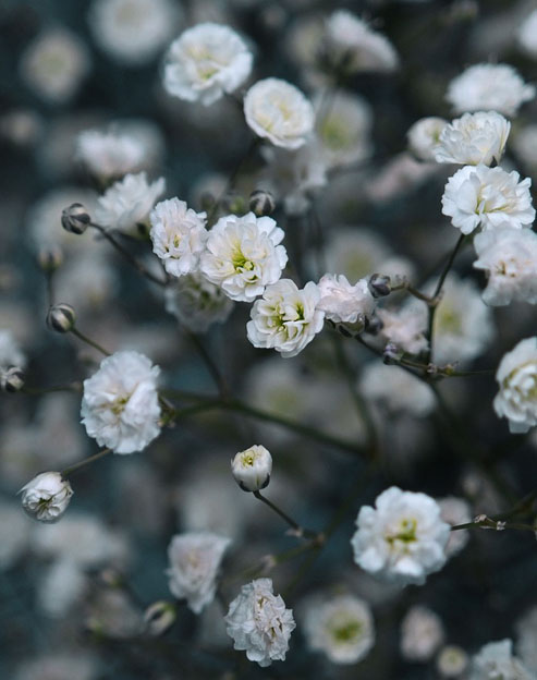 Gypsophila paniculata ``
