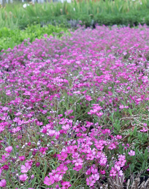 Gypsophila repens `Rosea`