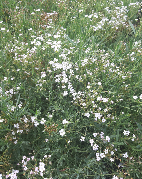 Gypsophila repens `weiss`