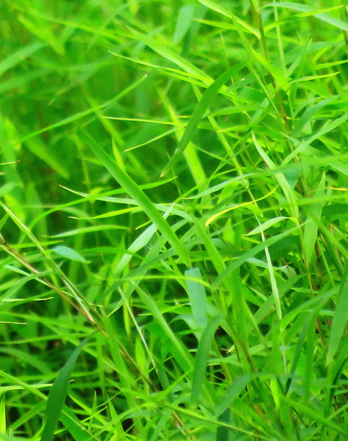 Hakonechloa macra ``