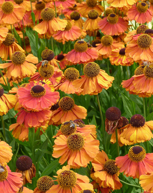 Helenium autumnale `Rotgold`
