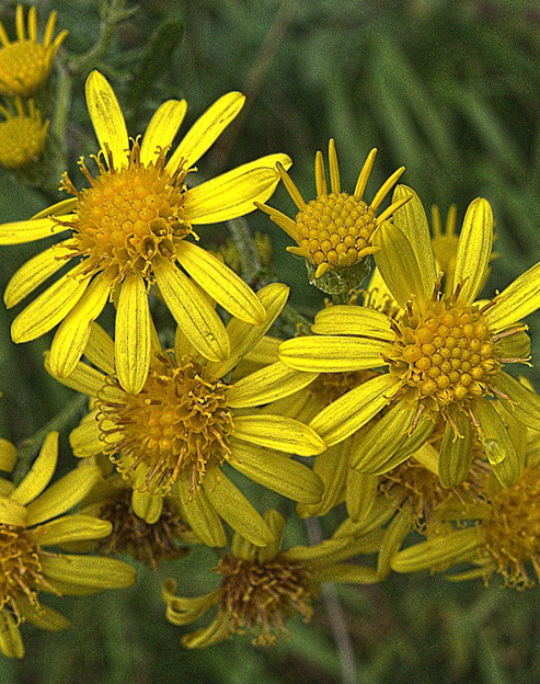 Helenium hoopesii ``