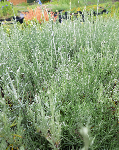 Helichrysum italicum ``