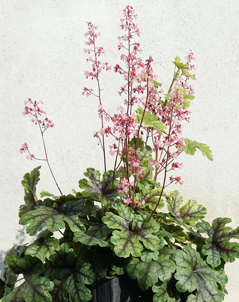 Heuchera americana `Dales`
