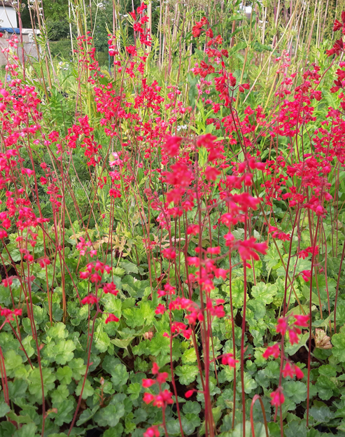 Heuchera sanguinea `Leuchtkäfer`