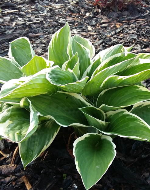 Hosta fortunei `Eigener Garten`