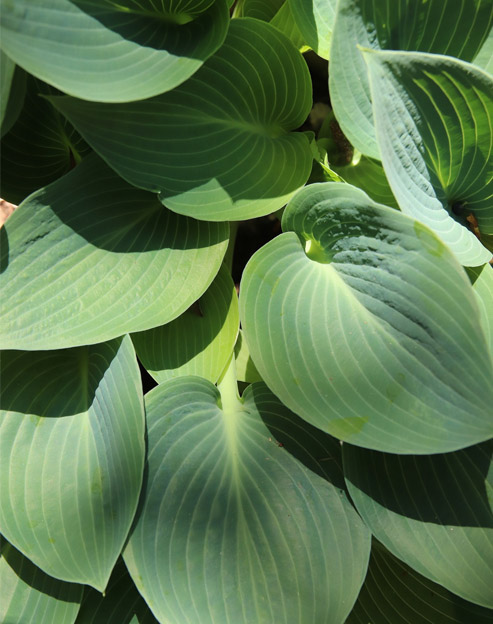 Hosta fortunei `Hyacinthina`