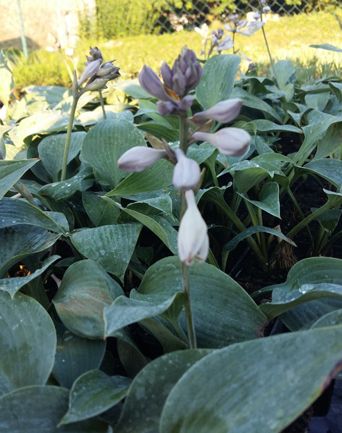 Hosta tardiana `Halcyon`