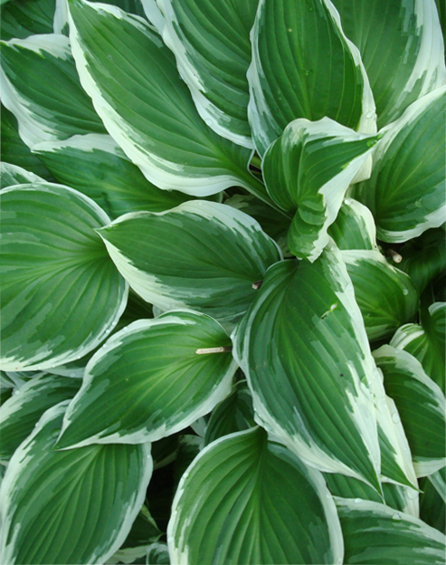 Hosta undulata `Albomarginata`