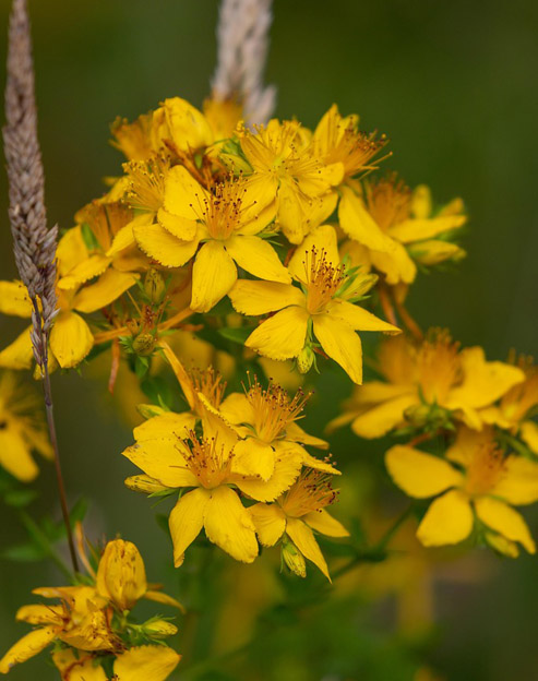 Hypericum perforatum ``