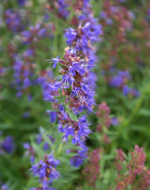 Hyssopus officinalis ``
