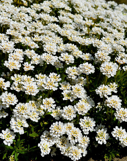 Iberis sempervirens ``