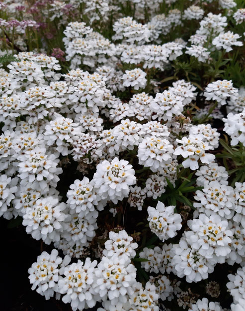 Iberis sempervirens `Schneeflocke`