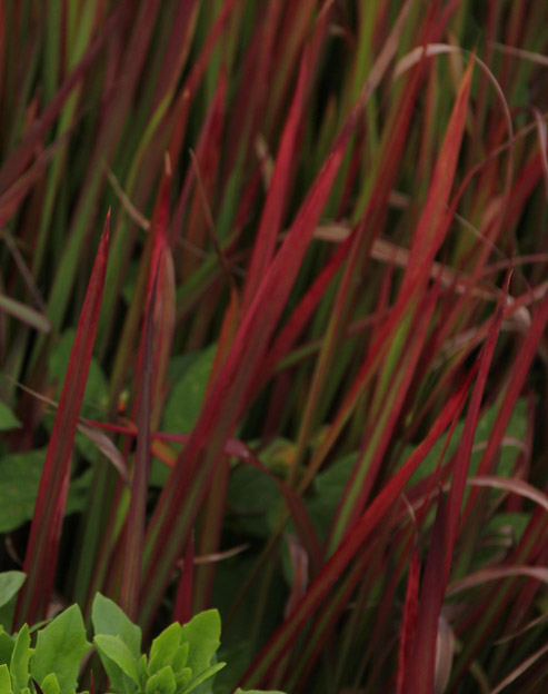 Imperata cylindrica `Rubra`