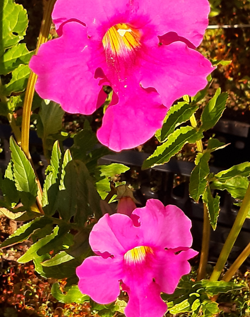 Incarvillea delavayi `Eigen`