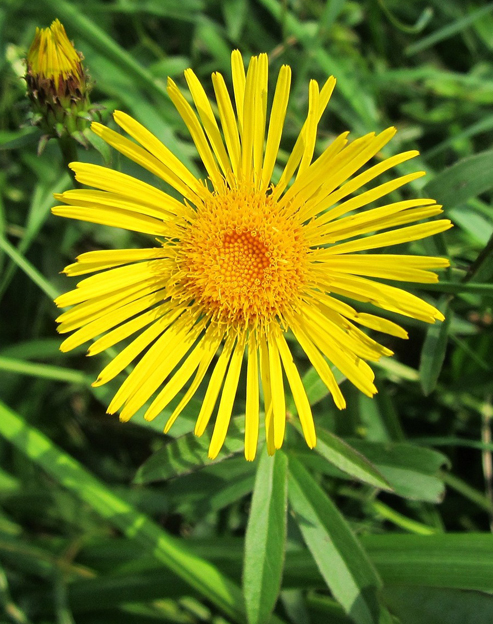 Inula ensifolia ``