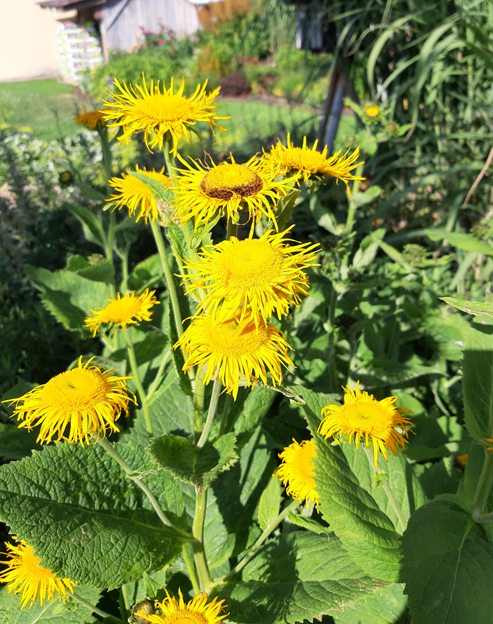 Inula magnifica ``