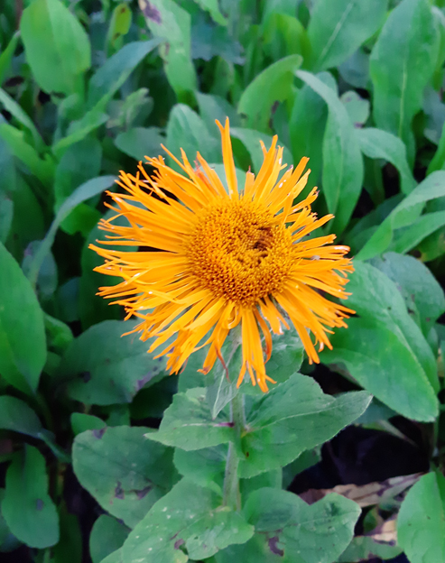 Inula orientalis ``