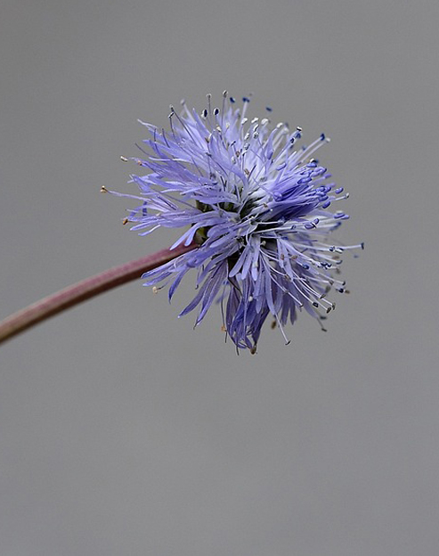 Jasione laevis ``