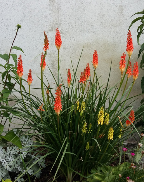Kniphofia uvaria `Flamenco`