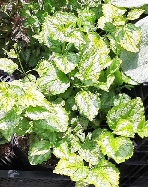 Lamiastrum galeobdolon `Florentinum`