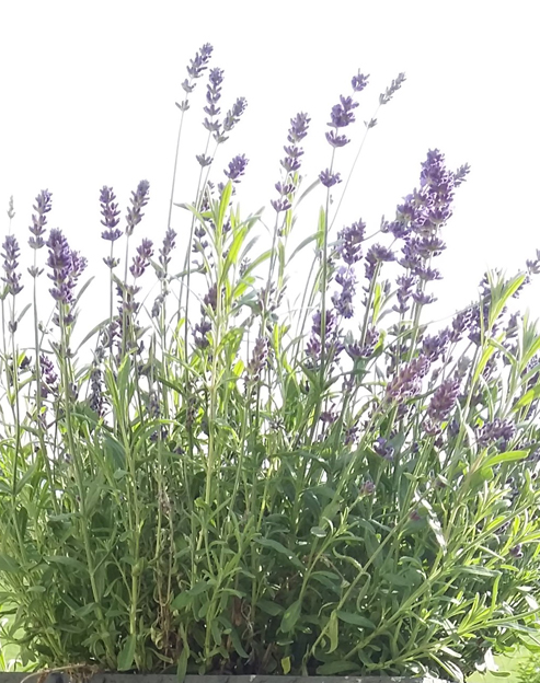 Lavandula angustifolia `Munstead`
