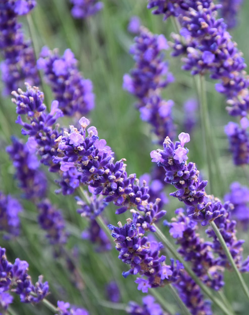 Lavandula intermedia `Grappenhall`