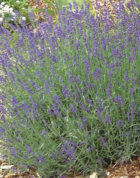 Lavandula officinalis ``