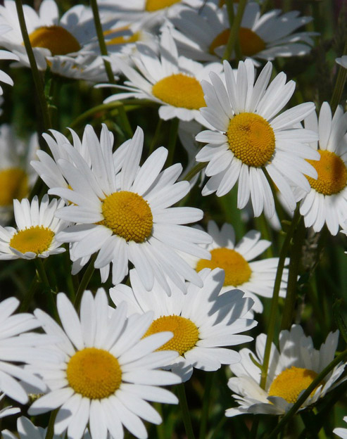 Leucanthemum superbum `Polaris`
