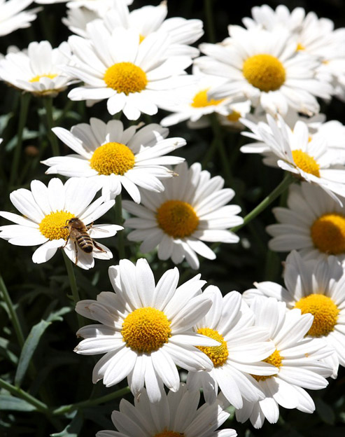 Leucanthemum vulgare `Maikoenigin`