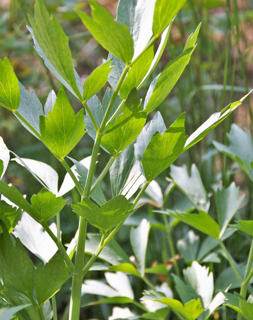 Levisticum officinale ``