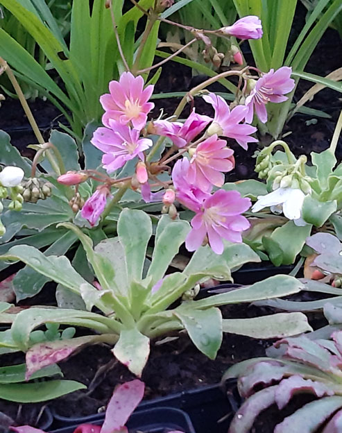 Lewisia cotyledon `Regenbogen`