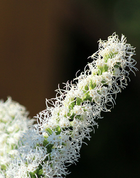 Liatris spicata `Alba`
