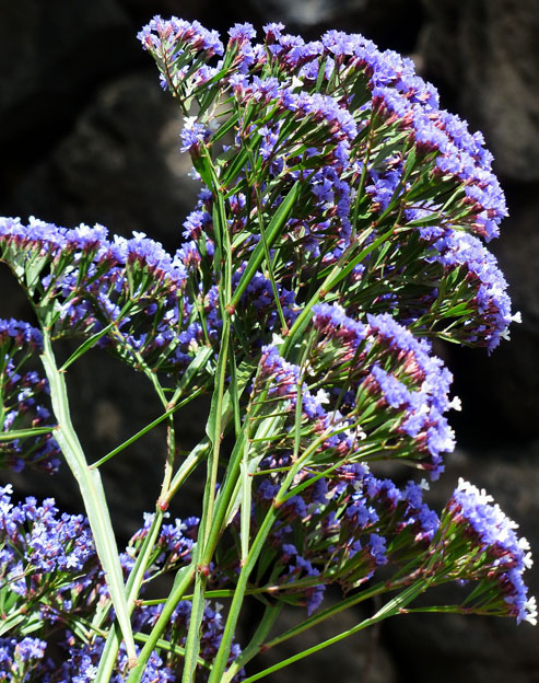 Limonium latifolium ``